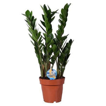 Load image into Gallery viewer, ZZ Plant - Easy Care - Online House Plants 
