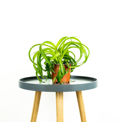 Curly Spider Plant - Online House Plants 