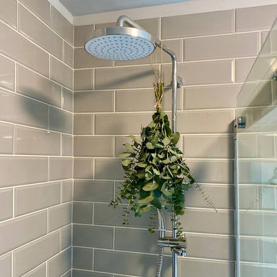 Shower Spa Eucalyptus - Online House Plants 