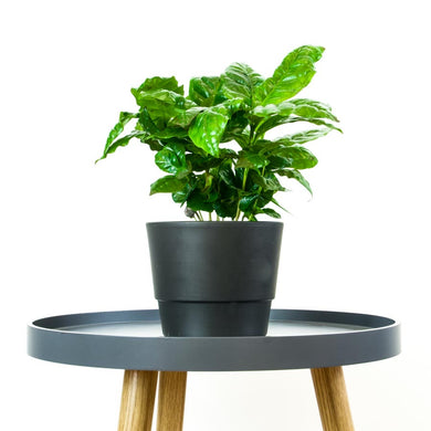 Coffea Arabica - Online House Plants 