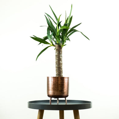 Yucca - Online House Plants 