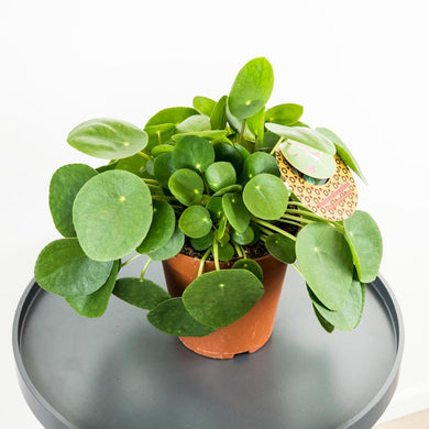 Pilea Pepe - Online House Plants 
