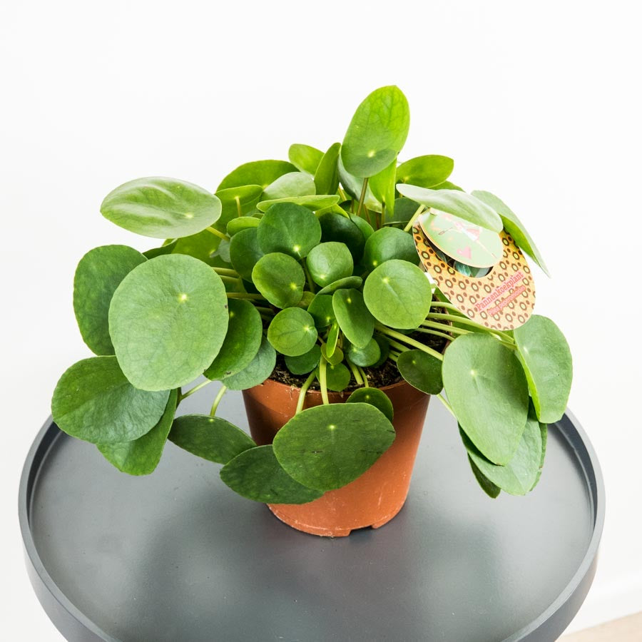 Pilea Pepe - Online House Plants 