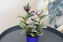 Load image into Gallery viewer, Tradescantia Nanouk (FREE with every order £20+) - Online House Plants 
