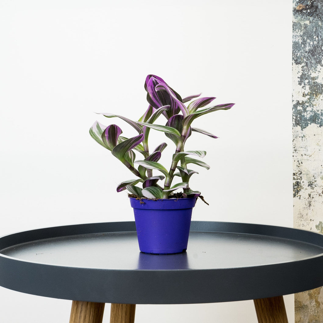 Tradescantia Nanouk (FREE with every order £20+) - Online House Plants 