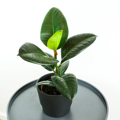 Rubber Plant - Online House Plants 