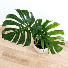 Load image into Gallery viewer, Monstera - Online House Plants 
