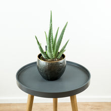 Load image into Gallery viewer, Aloe Vera - Online House Plants 

